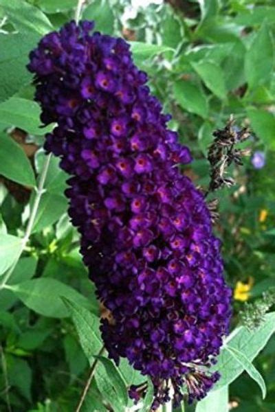 Growing Butterfly Bushes How To Plant And Grow This Big Blooming Shrub