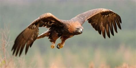 The Largest Eagle In The World Get Amazing Facts About Them
