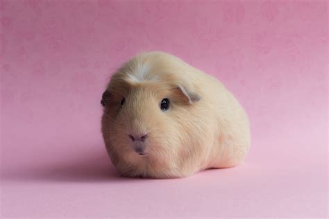 Guinea Pig Full Hd Wallpaper And Background Image 3000x2000 Id441610