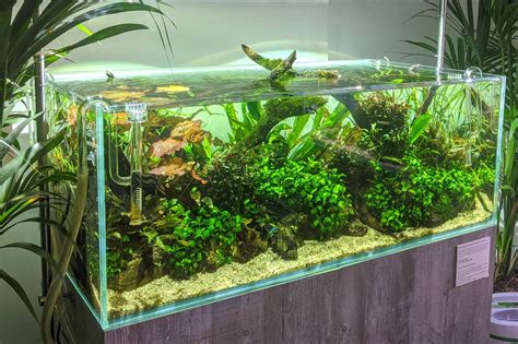 Intro To The World Of Aquascaping With Scaped Nature Green Rooms Market