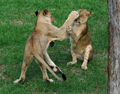 lion fight 1 after we left the lion cage they started figh… flickr