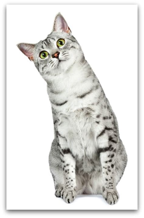 The spots of the mau occur on only the tips of the hairs of its coat. Egyptian Mau Cats - Breed Profile and Facts