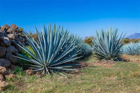 Blue Agave Field In Tequila Jalisco Mexico Stock Image Image Of