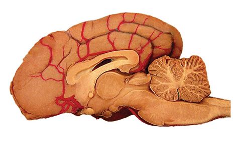 Canine Brain Atlas