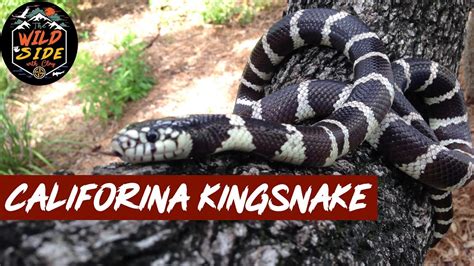 10 Best Pet Snakes For Beginners Choosing The Right One
