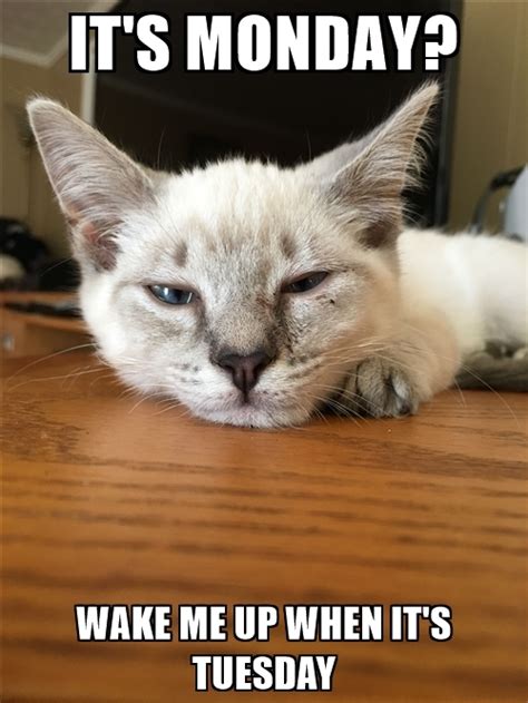 Monday Meme Sleepy Cat Edition Multi Modal Tudes