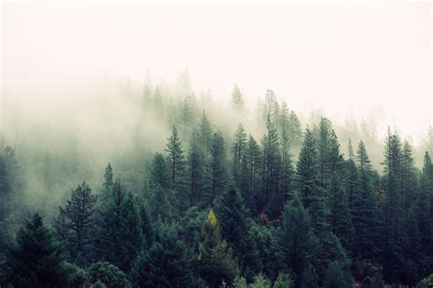 Misty Forest Wallpapers Top Free Misty Forest