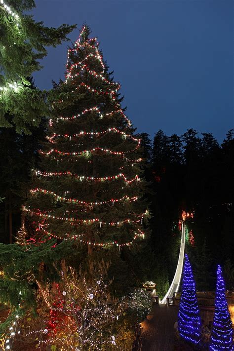 Worlds Largest Living Christmas Tree