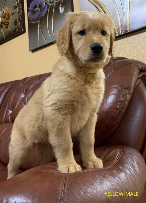 Meet oakley, handsome guy, people friendly and pet friendly.great family puppy. Golden Retriever Puppies For Sale | Salem, OR #320054