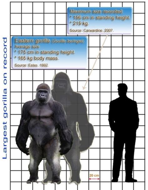 Gorilla Vs Human