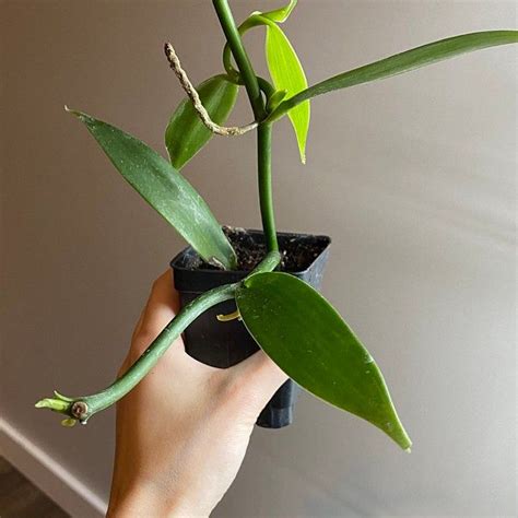 Vanilla Orchid Vanilla Planifolia Species Etsy In 2020 Vanilla