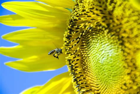 Flight Of The Sunflower Bee Free Photo Download Freeimages