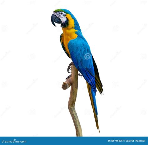Macaw Parrot Parakeet Perching On Branch On White Background Isolate