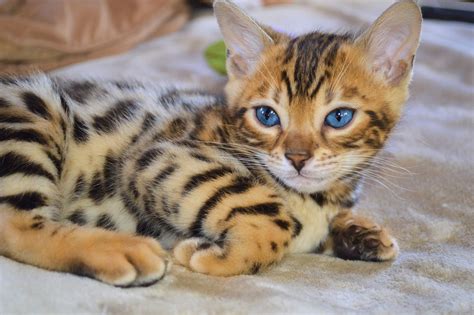 7 week old Bengal kitten | Bengal cat, Asian leopard cat ...