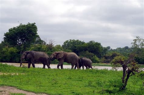 África Ghana Parque Nacional De Mole Mole Ghana Elephant Animals