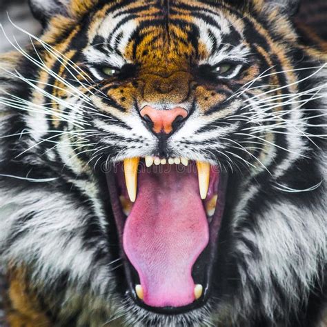 Tiger Roar Growling Sumatran Tiger Roaring Roar Growling Critically