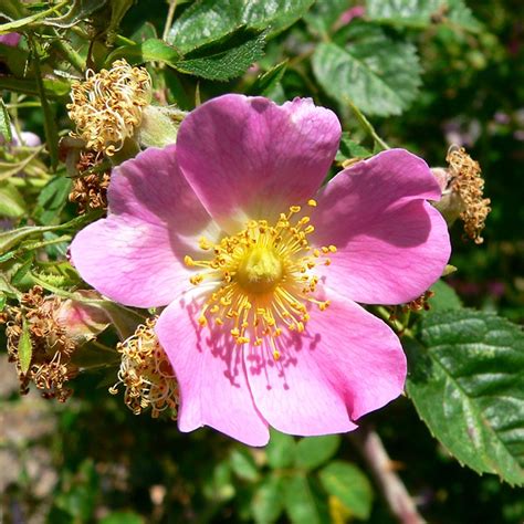 Rosa Rubiginosa Sweet Briar Rose Plants British Hardwood Tree Nursery