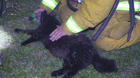 Cat Rescued From House Fire And Resuscitated Youtube