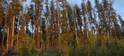 Boreal Forest Alberta Wilderness Association
