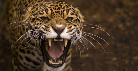 Free Photo Jaguar Roar Animal Fast Fierce Free Download Jooinn