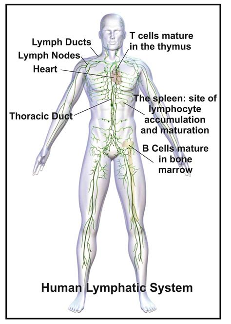 Cells Of The Lymphatic System