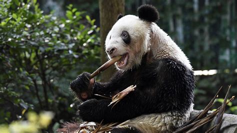 Worlds Oldest Captive Giant Panda Turns 37 Cgtn
