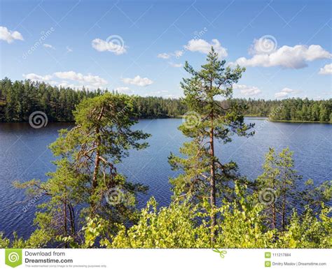 Pine Trees By The Shore Stock Photo Image Of Landscapes 111217884