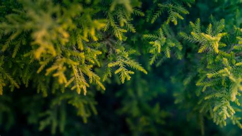 How to recycle your Christmas tree in Greenville, SC - GVLtoday