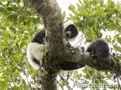 Black And White Ruffed Lemur Varecia Variegata