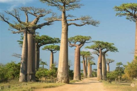 5 Fakta Unik Baobab, Pohon Kehidupan Raksasa Berusia Ribuan Tahun