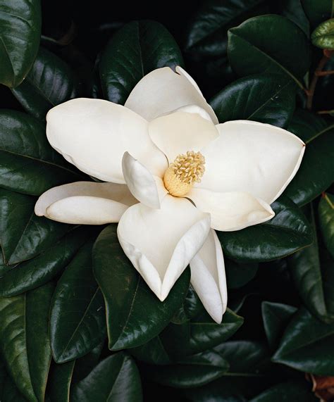 Regardless, each year these plants will grace your garden with pleasing white petals. 10 Best Flowering Trees and Shrubs for Adding Color to ...