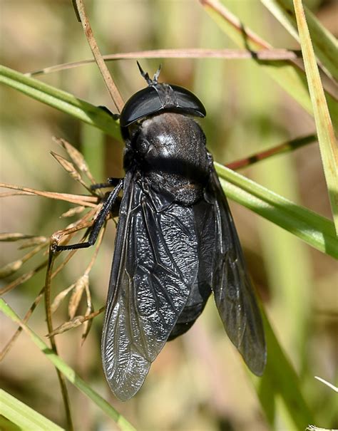 Maryland Biodiversity Project Black Horse Fly Tabanus Atratus