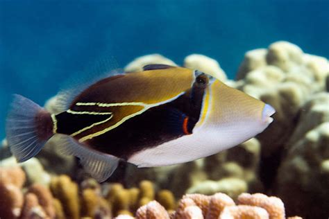 Info Junction Blog Reef Triggerfish