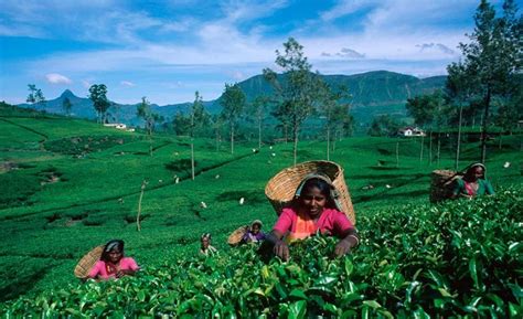 A Heritage Of Excellence The Wonderful History Of Ceylon Tea Edb Blog