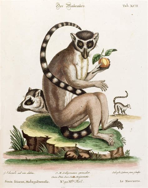 Twice a year, the iapp updates its privacy tech vendor report, offering insight into the market and a directory of vendors, large and small, that offer various types of. Taxonomy of lemurs - Wikipedia