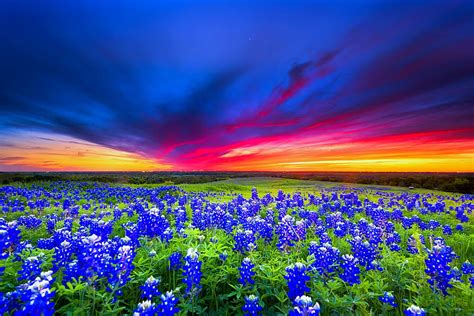 1920x1080px 1080p Free Download Texas Bluebonnets Pretty Colorful