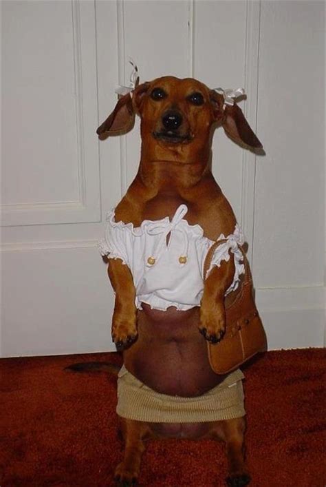 A Funny Dogs Dressed Up 18 Dump A Day