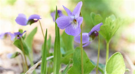 New jersey's state flower is the purple violet or common blue violet. The Official Web Site for The State of New Jersey | Symbols