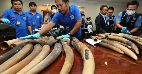 Laos Destination In Illegal Ivory Trade So Far Eludes Global