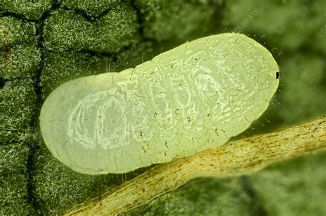 Ant Pupa Light Micrograph Stock Image C0235865 Science Photo