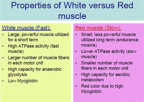 Pin By Jessica Joyce On Systems Musculoskeletal Physiology Muscle