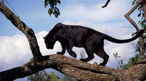 How Many Black Panthers Are Left In The World Florida