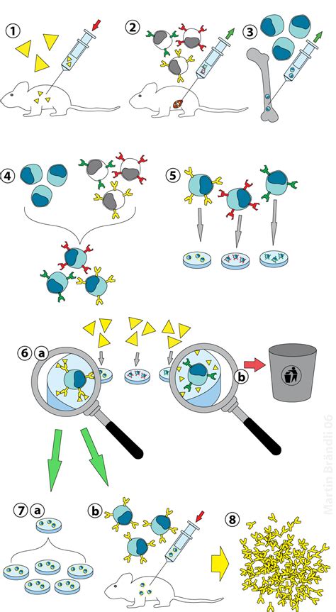 Check spelling or type a new query. Monoclonal antibodies