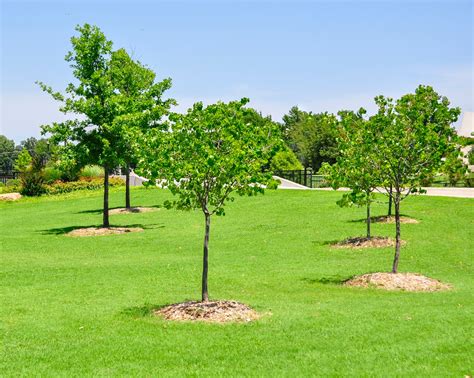 Ask A Master Gardener Watering Newly Planted Trees Until Establishment