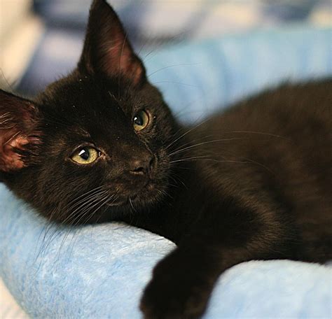 Collect, upgrade and combine spare parts to assemble the best combat robot and become the star of the arena. Black Cats are the BEST! | Seattle Humane