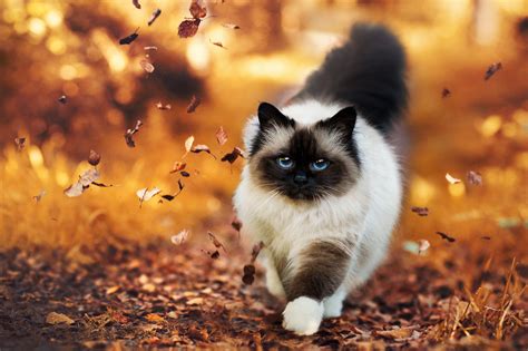 15 Himalayan Cat Hd Wallpapers Background Images Wallpaper Abyss