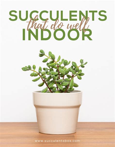 Maybe you would like to learn more about one of these? 10 Types of Succulents That Do Well Indoor | Types of ...