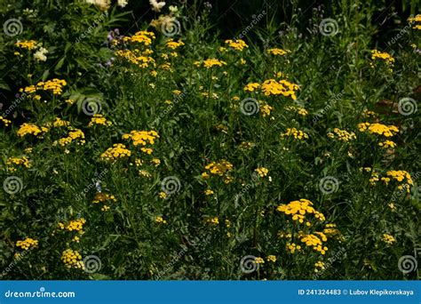 Common Tansy Tanacetum Vulgare Medicinal Plant Stock Image Image Of