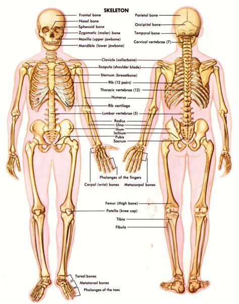 How to display of the anatomical labels of the lower limb and use of this online atlas of. skeletal system - BODY SYSTEM