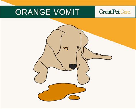 Dog Vomit Color Guide What Different Shades Mean Great Pet Care
